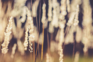 autumnal grasses autumnal grasses